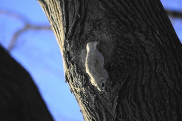 巣穴から出てきたエゾモモンガ