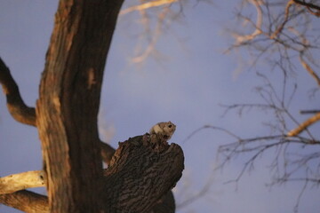 木に止まるエゾモモンガ