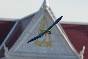 Parrots and macaws are kept as pets until people trust them enough not to fly away, then they are released to fly freely in the air. © nopwaratch