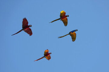 Parrots and macaws are kept as pets until people trust them enough not to fly away, then they are released to fly freely in the air. © nopwaratch