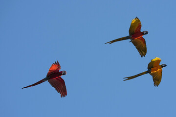 Parrots and macaws are kept as pets until people trust them enough not to fly away, then they are released to fly freely in the air. © nopwaratch
