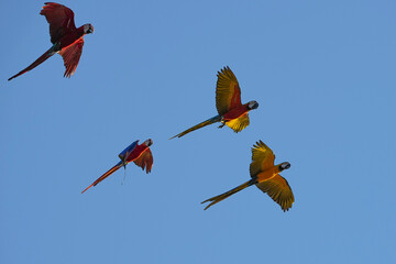 Parrots and macaws are kept as pets until people trust them enough not to fly away, then they are released to fly freely in the air. © nopwaratch