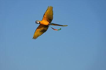 Parrots and macaws are kept as pets until people trust them enough not to fly away, then they are released to fly freely in the air. © nopwaratch