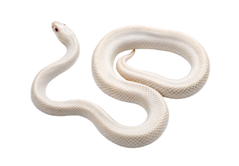 White albino snake with textured scales in curved position, isolated on a transparent background