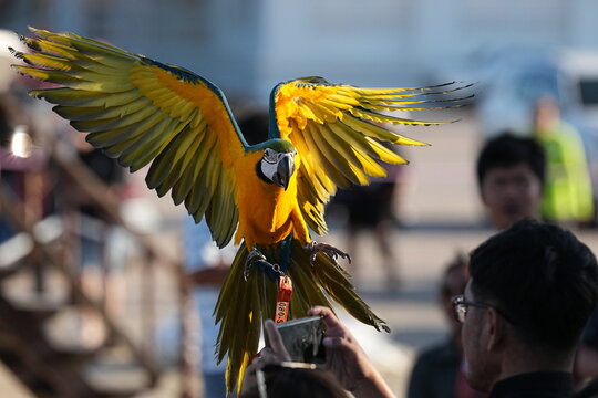 Bird show at Wat Chinwararam, Pathum Thani Province, November 22, 2025.