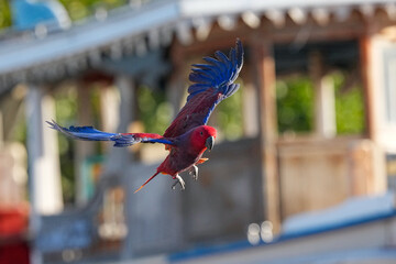 Parrots and macaws are kept as pets until people trust them enough not to fly away, then they are released to fly freely in the air.