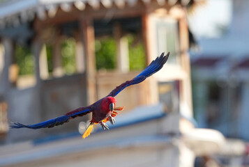 Parrots and macaws are kept as pets until people trust them enough not to fly away, then they are released to fly freely in the air. © nopwaratch