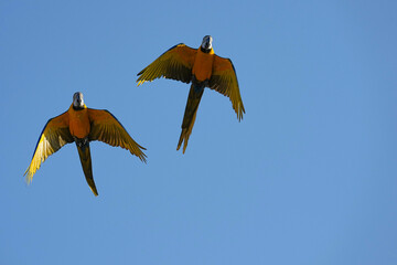 Parrots and macaws are kept as pets until people trust them enough not to fly away, then they are released to fly freely in the air. © nopwaratch