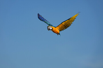 Parrots and macaws are kept as pets until people trust them enough not to fly away, then they are released to fly freely in the air. © nopwaratch