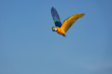 Parrots and macaws are kept as pets until people trust them enough not to fly away, then they are released to fly freely in the air.