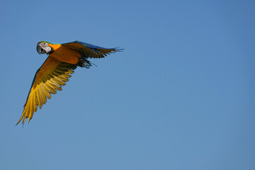 Parrots and macaws are kept as pets until people trust them enough not to fly away, then they are released to fly freely in the air. © nopwaratch