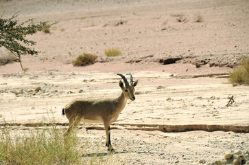 Goat, Timna park, Israel