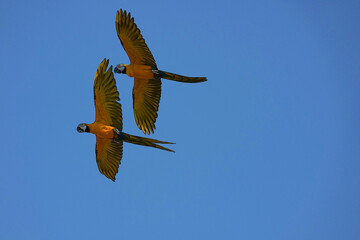 Parrots and macaws are kept as pets until people trust them enough not to fly away, then they are released to fly freely in the air.