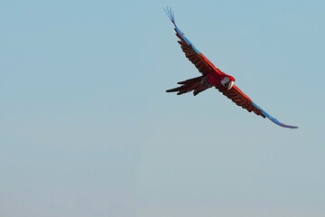 Parrots and macaws are kept as pets until people trust them enough not to fly away, then they are released to fly freely in the air.