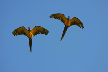 Parrots and macaws are kept as pets until people trust them enough not to fly away, then they are released to fly freely in the air.