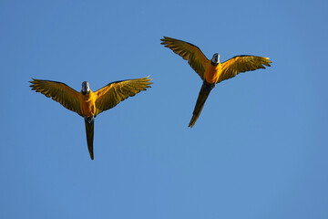 Parrots and macaws are kept as pets until people trust them enough not to fly away, then they are released to fly freely in the air.