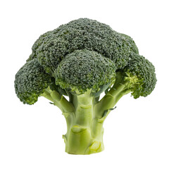 Fresh Green Broccoli Floret Isolated on White Background