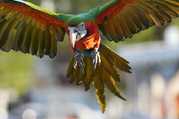 Parrots and macaws are kept as pets until people trust them enough not to fly away, then they are released to fly freely in the air. © nopwaratch