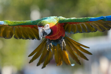 Parrots and macaws are kept as pets until people trust them enough not to fly away, then they are released to fly freely in the air. © nopwaratch
