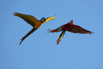 Parrots and macaws are kept as pets until people trust them enough not to fly away, then they are released to fly freely in the air. © nopwaratch