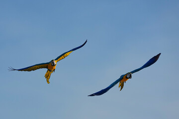 Parrots and macaws are kept as pets until people trust them enough not to fly away, then they are released to fly freely in the air. © nopwaratch
