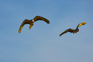 Parrots and macaws are kept as pets until people trust them enough not to fly away, then they are released to fly freely in the air.