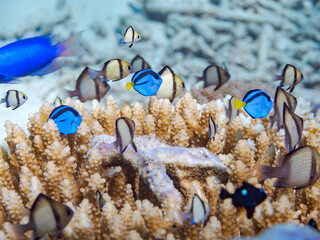 ナンヨウハギ, ニザダイ科,
Palette surgeonfish, Fragtail surgeonfish, Paracanthurus hepatus,
フタスジリュウキュウスズメダイ, スズメダイ科,
Reticulated Dascyllus, Dascyllus reticulatus,
Juvenile,
美しいサンゴ礁と熱帯魚の群れ。
安慶名敷島沖縄県
島尻郡慶良間諸島座間味島