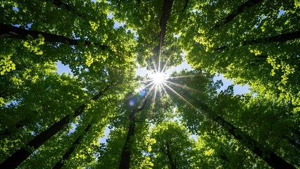 Obraz premium Radiant sunbeams dancing through a thick layer of green tree leaves in a healthy, thriving forest environment