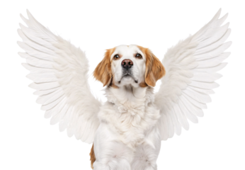 White dog with angel wings brown ears looking upward heavenly portrait, isolated on a transparent background