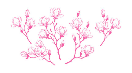 A bunch of blooming magnolia twigs. Colorful flowers set against a white background.

