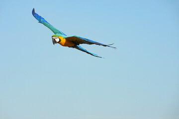 Parrots and macaws are kept as pets until people trust them enough not to fly away, then they are released to fly freely in the air. © nopwaratch