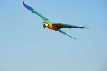 Parrots and macaws are kept as pets until people trust them enough not to fly away, then they are released to fly freely in the air.
