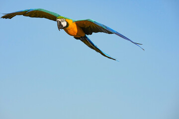 Parrots and macaws are kept as pets until people trust them enough not to fly away, then they are released to fly freely in the air.