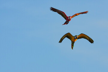 Parrots and macaws are kept as pets until people trust them enough not to fly away, then they are released to fly freely in the air. © nopwaratch
