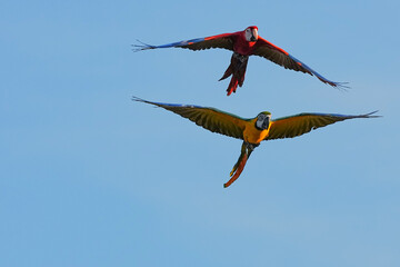 Parrots and macaws are kept as pets until people trust them enough not to fly away, then they are released to fly freely in the air. © nopwaratch