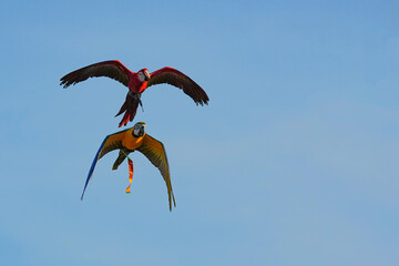 Parrots and macaws are kept as pets until people trust them enough not to fly away, then they are released to fly freely in the air. © nopwaratch