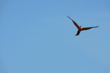 Parrots and macaws are kept as pets until people trust them enough not to fly away, then they are released to fly freely in the air.