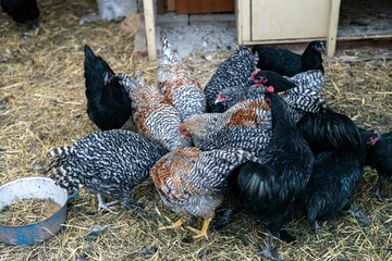 Free Range Chickens Eating Outdoors