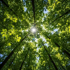 Obraz premium Vibrant green leaves illuminate a dense woodland ceiling as golden sunbeams pierce through the tall forest trees
