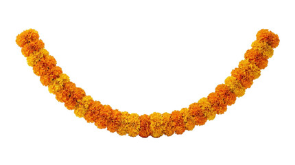 Pongal festival garland of orange flowers in a curved shape hanging down as decoration for celebration, studio shot on white and transparent