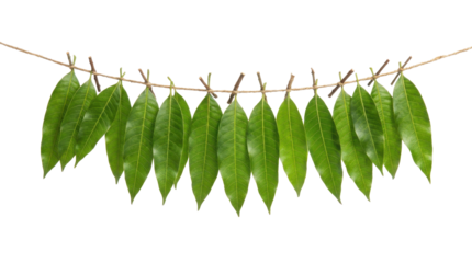 Pongal festival string of green leaves hanging horizontally against a bright ready for compositing on white and transparent background