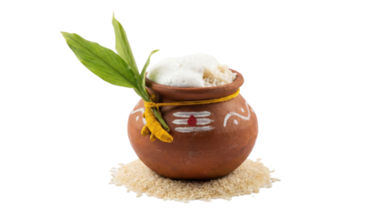 Pongal festival depiction of a small brown pot containing white contents and green leaves solid white background and no background