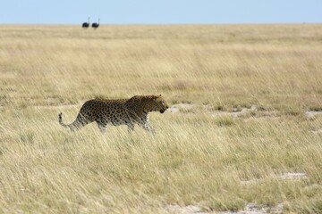 Leopard (panthera pardus) im Etoscha Nationalpark in Namibia