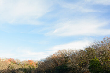 兵庫県・日本で一番ため池の多い県、晩秋の林