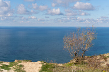 Lonely tree without leaves on the seashore