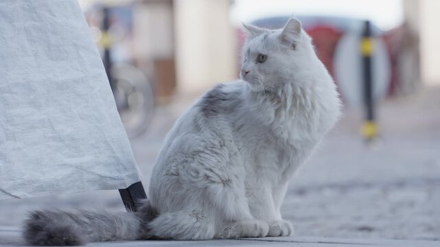 Beautiful street cat standing on the side of the road