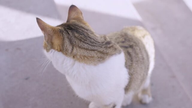 Street cat looking around its surroudings