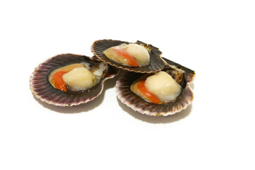 Group of fresh raw scallops with coral inside shells, isolated on white background. Gourmet seafood ingredient for fine dining, coastal cuisine, nutrition, and premium food concepts.