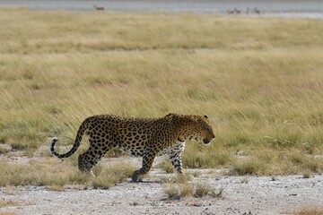 Leopard (panthera pardus) im Etoscha Nationalpark in Namibia
