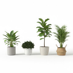 Beautiful potted plants in different pots and planters